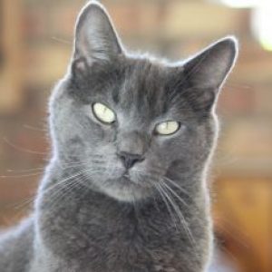 Profile photo of Miller Ferreira