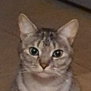 Profile photo of Nala