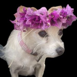 Profile photo of MeleMele